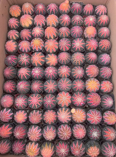 5pz gymnocalycium ragonesei - 5pz,