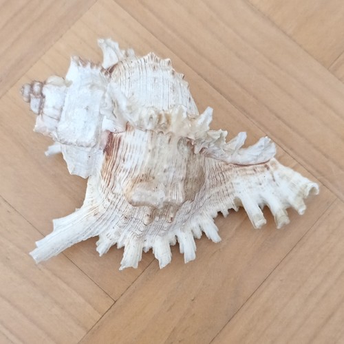 Conchiglia marina naturale