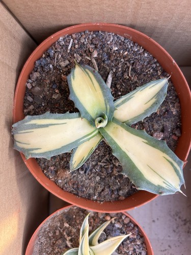 1pcs 14cm cactus pianta - 10-14cm,