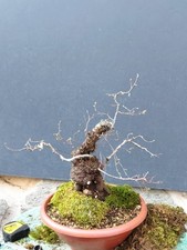 Bonsai Olmo Campestre 37x13cm Pianta Articolata Spedizione Gratuita Contattaci?