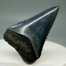 Dente di squalo non comune