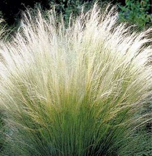 40pz pianta stipa pennata - pianta,