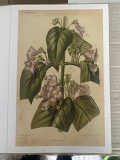 5 Vecchie Stampe Vintage di