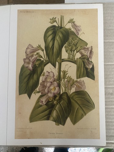 Vecchie stampe vintage - vecchie, di