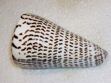 Conus litteratus monster - conus,