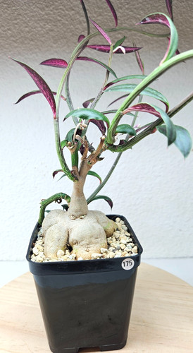 Euphorbia neorubella