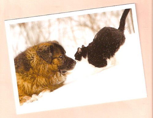 Leonberger gatto gattino neve - gattino,