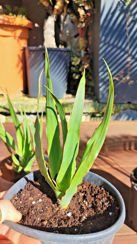 Dracaena draco albero del - dracaena,