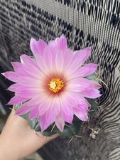 Coryphantha elephantidens coltivazione semi cactus piante succulente boutique giardino 8 cm