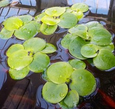 5-6 piantine di Limnobium Laevigatum,Pianta Galleggiante Acquario,Anti alghe