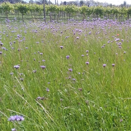 Semi operation pollinator - operation,