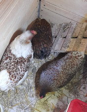 20uova FERTILI FECONDE di