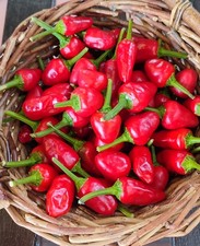 NASO DI CANE SECCHI "DRIED" 30 GRAMMI DI PEPER PICCANTE ESSICCATO PROD 2025