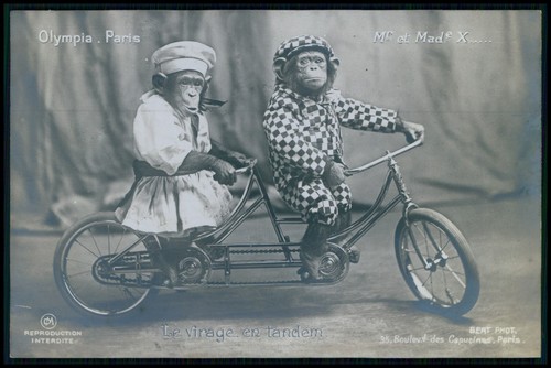 Circo olimpia cabaret - circo,