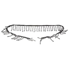  Frangia a catena con perline Trim Abbigliamento Fai da te Nappa con perline