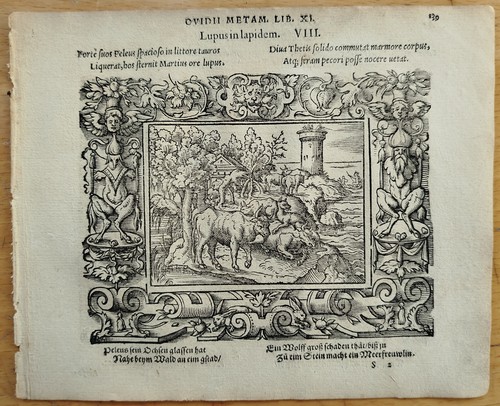 Ceyx lupo pietra - ceyx,