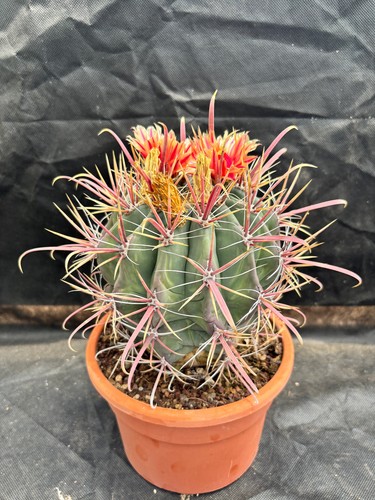 Ferocactus gracilis california - ferocactus,
