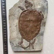Tartaruga vera fossile rara