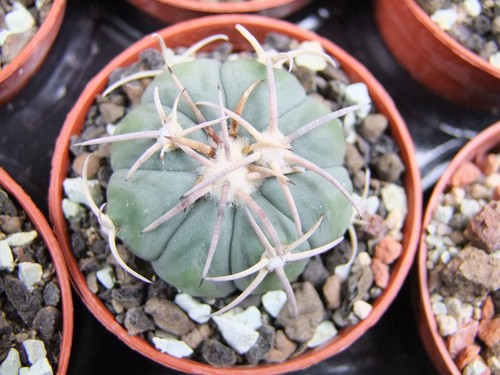 Echinocactus horizonthalonius