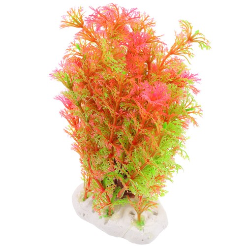 Pianta decorativa per - ,