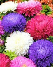Aster Seeds Powder Puff Mix