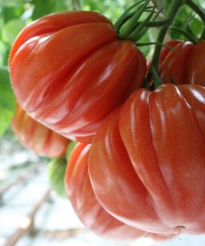 Semi pomodoro cuore di - 50,