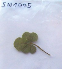 VERITABLE TREFLE 5 FEUILLES PORTE BONHEUR CHANCE AUX JEUX LOTO