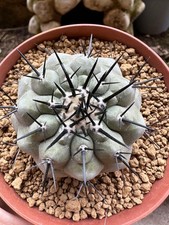 Copiapoa cinerea, Own Roots, 5.5 cm, 10.5 Cm Pot, Not Ariocarpus