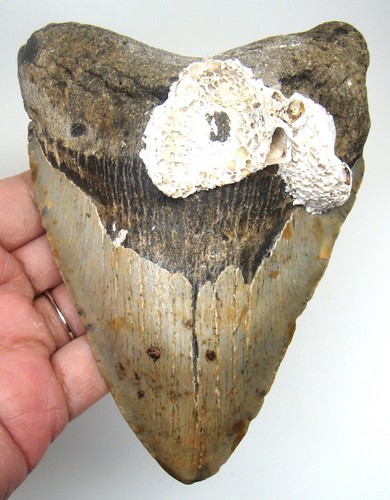 Megalodonte dente squalo - di,