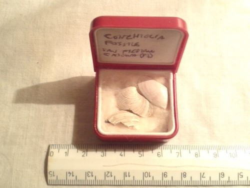 Set conchiglie fossili - 3,