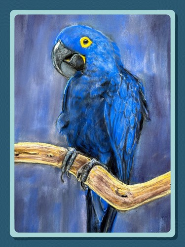 Blue hyacinth macaw - macaw,