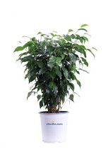 Pianta ficus benjamin - pianta,
