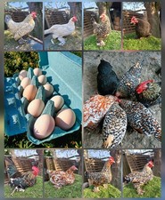 10 galline nane a piuma uova