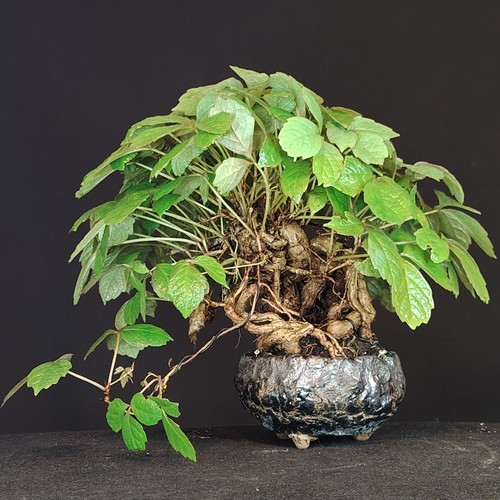 Bonsai vite giapponese - bonsai,