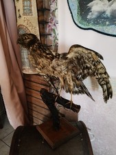 Uccelli Imbalsamati :Falco