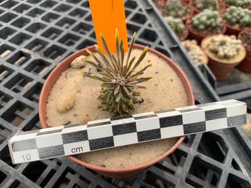 485 euphorbia hypogaea very - hypogaea,