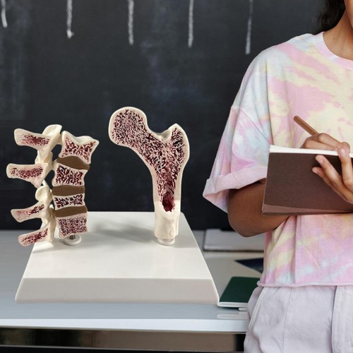 Modello anatomia - modello,