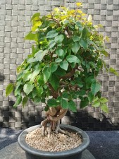 Bonsai di Carpino Coreana