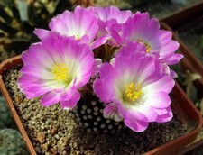 Mammillaria luethyi, semi 10