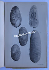 Paléobotanique: Fliche, 1896