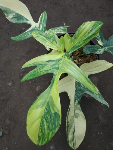 Philodendron florida beauty - florida,