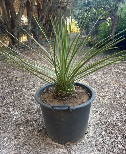 Agave striata pianta da - -,