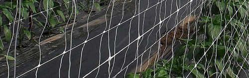 Rete supporto per rampicanti - rete,