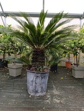Cycas Cicas Revoluta Palma