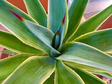 Agave desmettiana VARIEGATA - Rara Succulenta Variegata