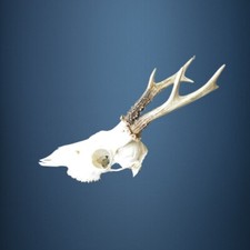 035CA Trofeo di capriolo 272g