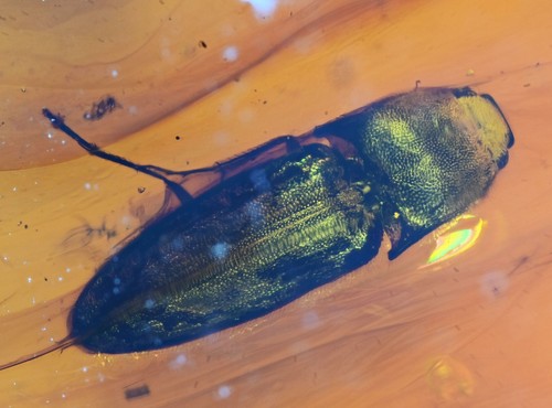Elateridae dettagliato click - dettagliato, (click