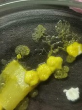 2 pz Blob fungo muco giallo yellow slime mold, non Physarum Polycephalum