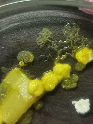 Blob fungo muco giallo - 2, pz