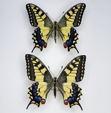 Papilio machaon FRANCIA A1